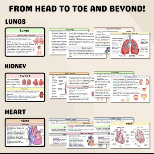 Anatomy and physiology-ملخص تشريح ووظائف الاعضاء
