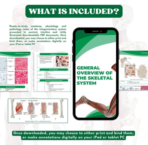 Musculoskeletal System - الجهاز العضلي الهيكلي