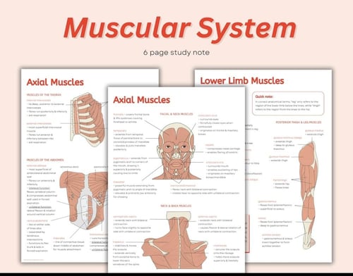 Muscular system worksheets الجهاز العضلي مع اختبار