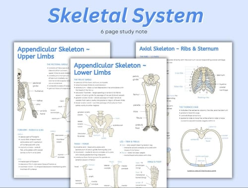 Skeleton system worksheets الجهاز العظمي مع ورقة ع...