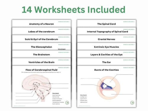 Nervous system worksheets ورقة عمل الجهاز العصبي