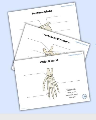 Skeleton system worksheets الجهاز العظمي مع ورقة ع...