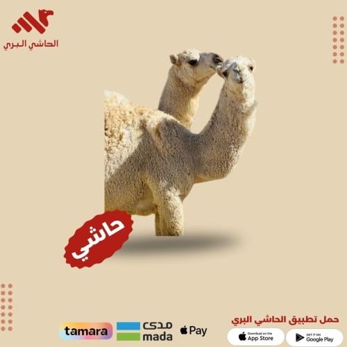 نصف حاشي لباني