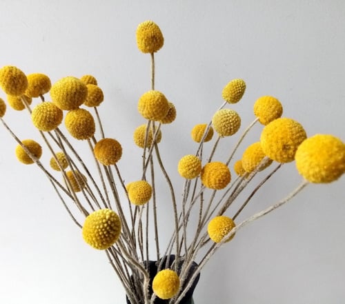 كرات بيلي الصفراء المجففة