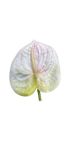 انثريوم صناعي