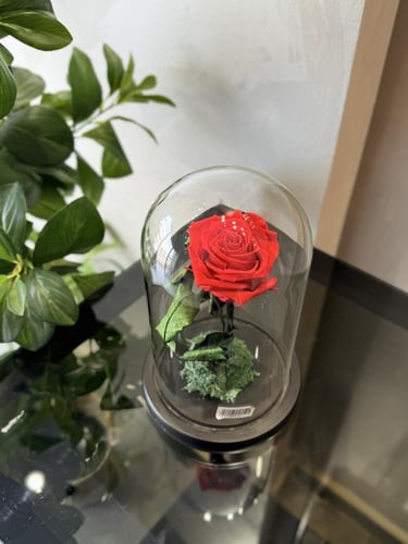 فازة الورد الدائم (أحمر)