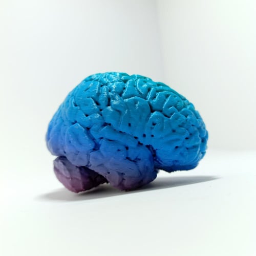 الدماغ البشري (مطبوع)