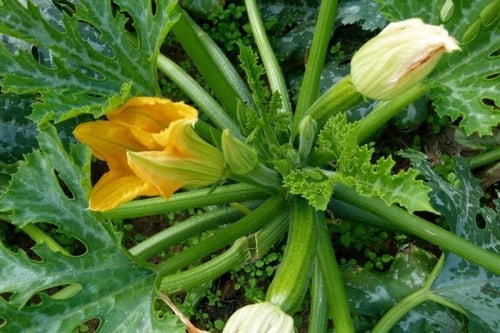 بذور نبات الكوسة - الكوسا ( Cucurbita pepo )