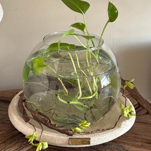 فازه - مع قاعده