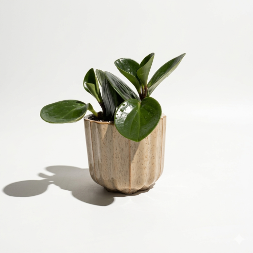 ببروميا مركن فتتج بيج