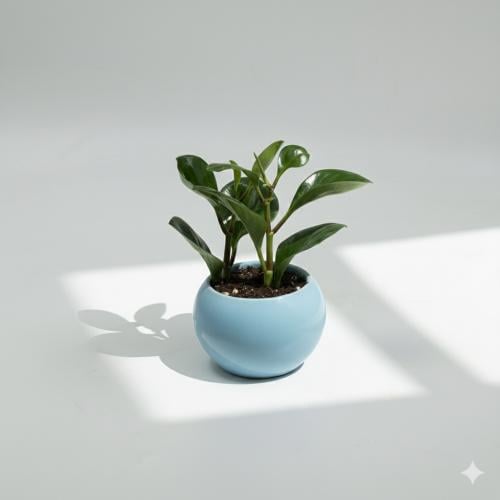 ببروميا مركن ملون ازرق