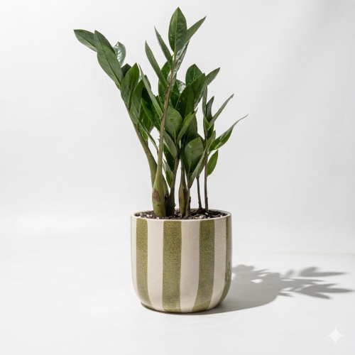 زاميا مركن مخطط اخضر