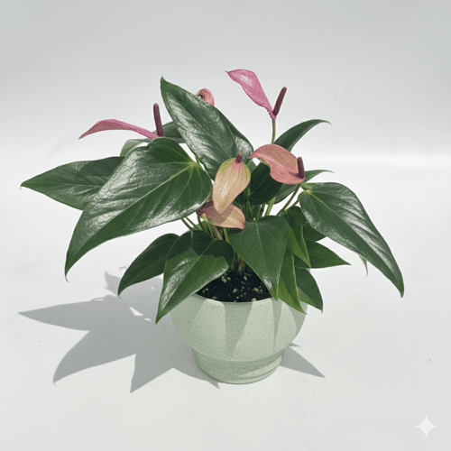 انثوريوم قلتر اخضر