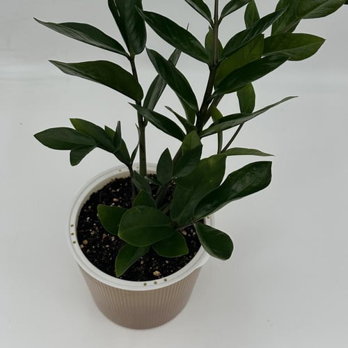 زاميا مركن ري ذاتي اصفر