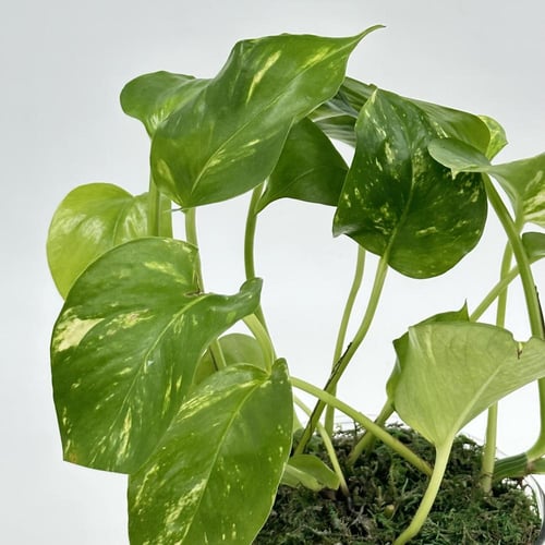 بوتس فازه اسطواني