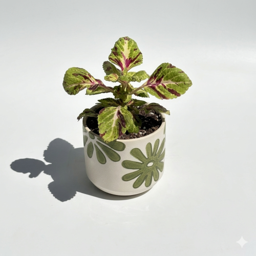 سجاد مركن نقش ورد