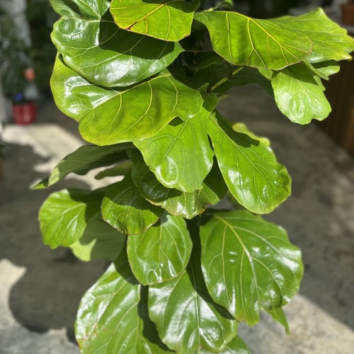 فيكس ليراتا 180 سم