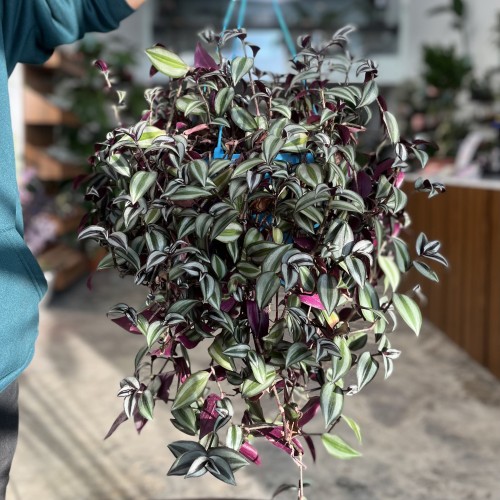 زيبرينا جامبو