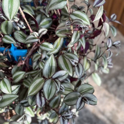 زيبرينا جامبو