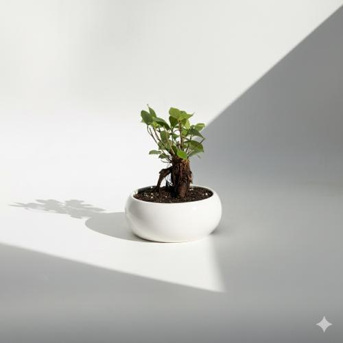 بونساي مركن سيراميك ميني