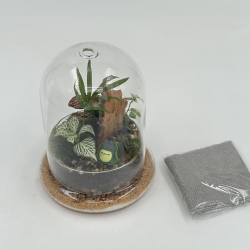 تيراريوم زجاج صغير