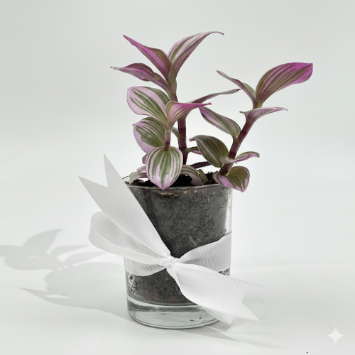 زيبرينا مركن زجاج