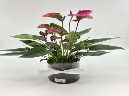 انثوريوم فازه اسطواني