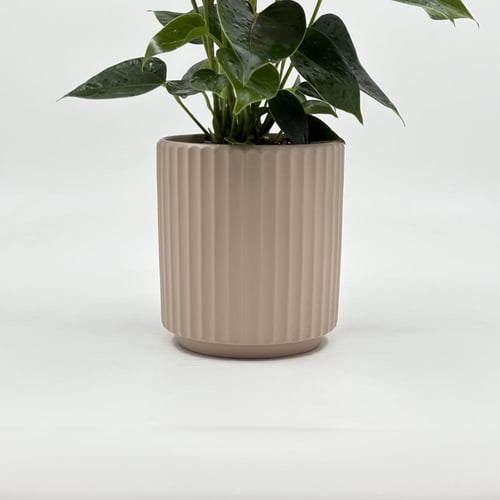 انثوريوم مركن بيج