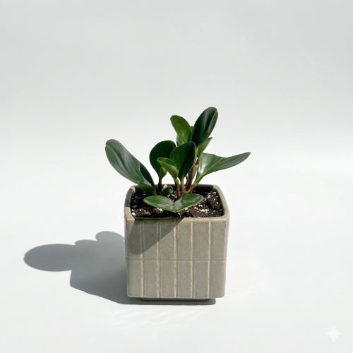 ببروميا مركن مربع