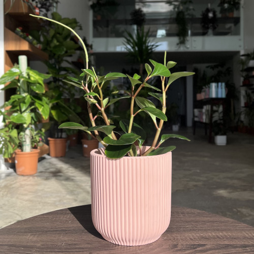 ببروميا مركن وردي كبير