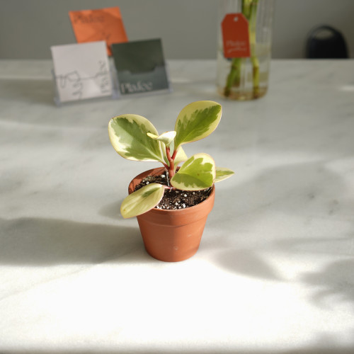 ببروميا مجهزة بمركن فخار ص