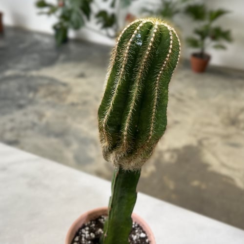 صبار صيني مركن وردي