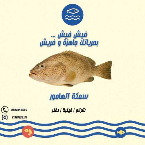 سمك هامور - حجم وسط