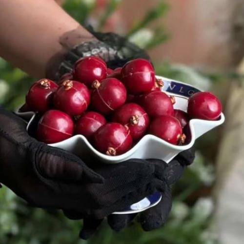 صحن بولغري متعرج