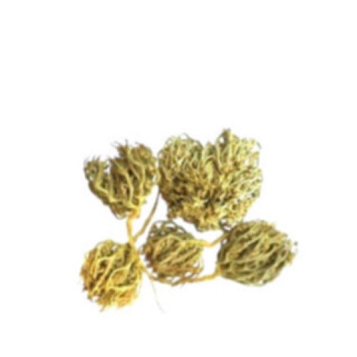 عشبة كف مريم