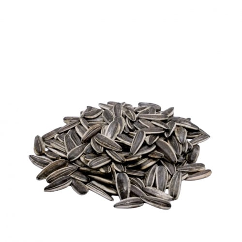 دوار شمس بالوزن