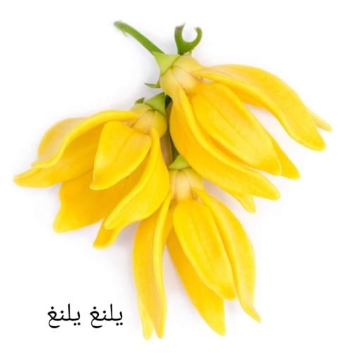 زيت عطري يلانغ يلانغ
