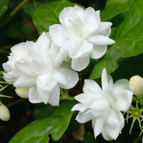 زيت عطري ياسمين سامباك