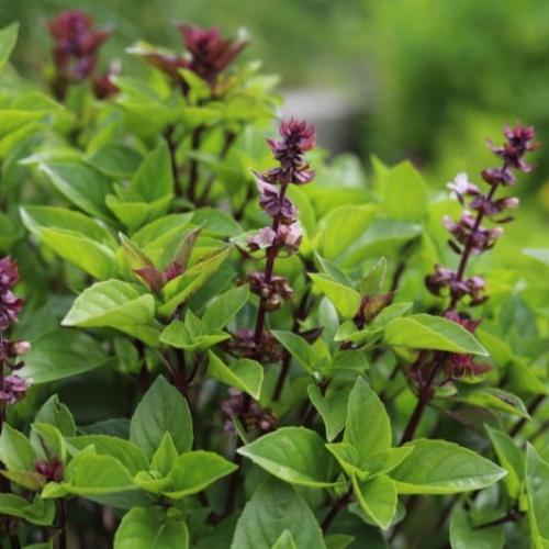 زيت عطري ريحان