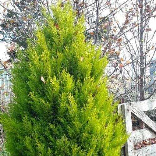 زيت عطري شجرة السرو الليموني