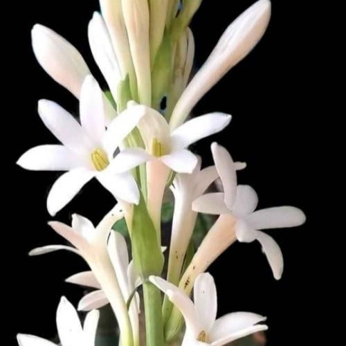 زيت عطري مسك الروم