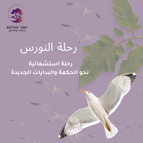 رحلة النورس