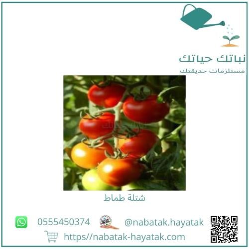 شتلة طماط صغير