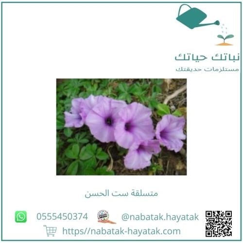 ست الحسن وسط