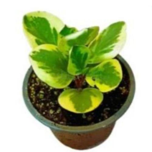 ببروميا - Peperomia Citrus Twist