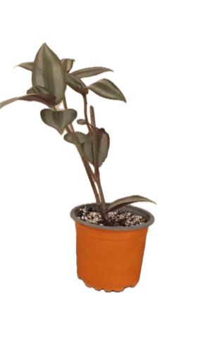 نبتة زبرينا - ترادسكانتيا - (Tradescantia zebrina)...