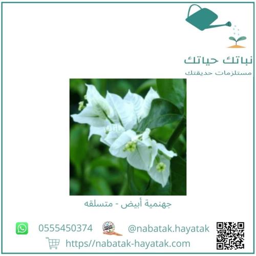 جهنمية أبيض - متسلقه