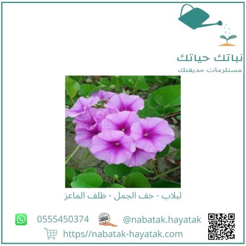 لبلاب خف الجمل ظلف الماعز 30 سم إلى 60 سم