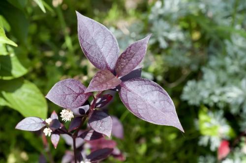نمول برازيلي - Alternanthera dentata