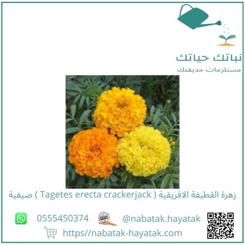 زهرة القطيفة الافريقية Tagetes erecta crackerjack...